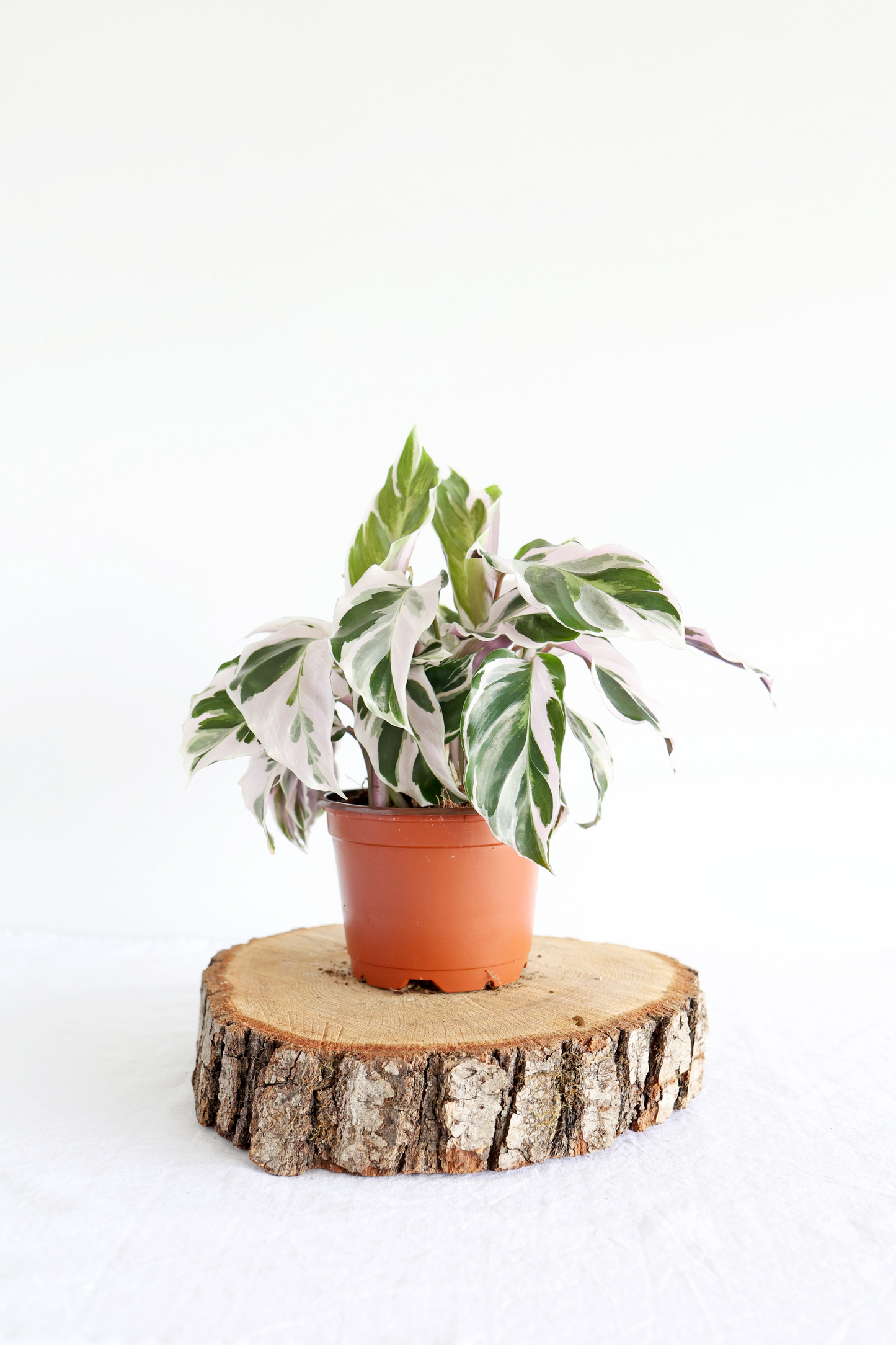 White Fusion Calathea Plant