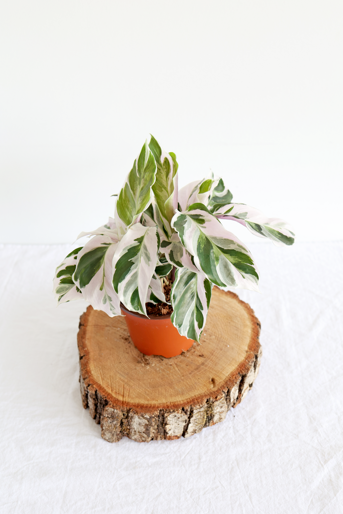 White Fusion Calathea Plant