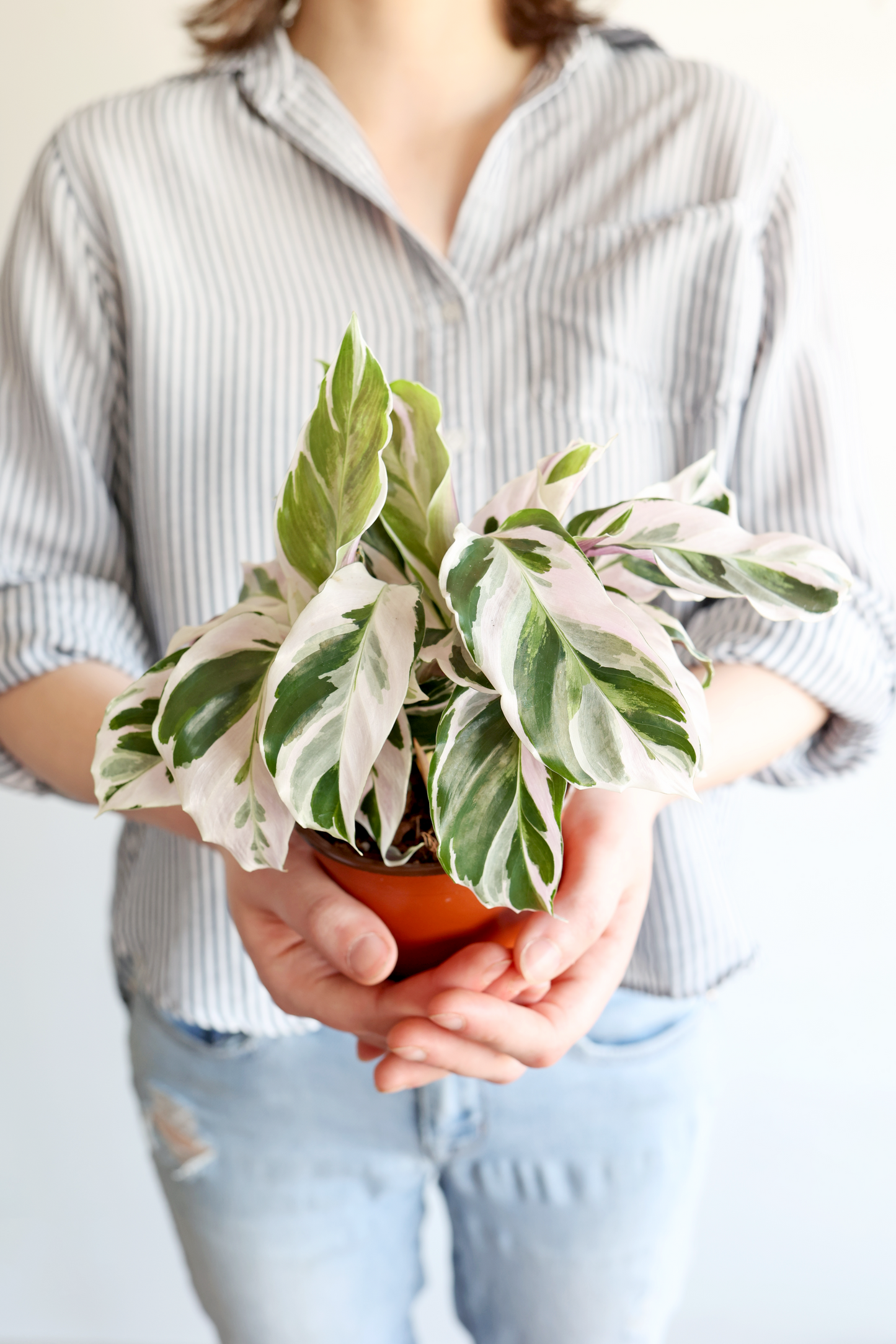 White Fusion Calathea Plant