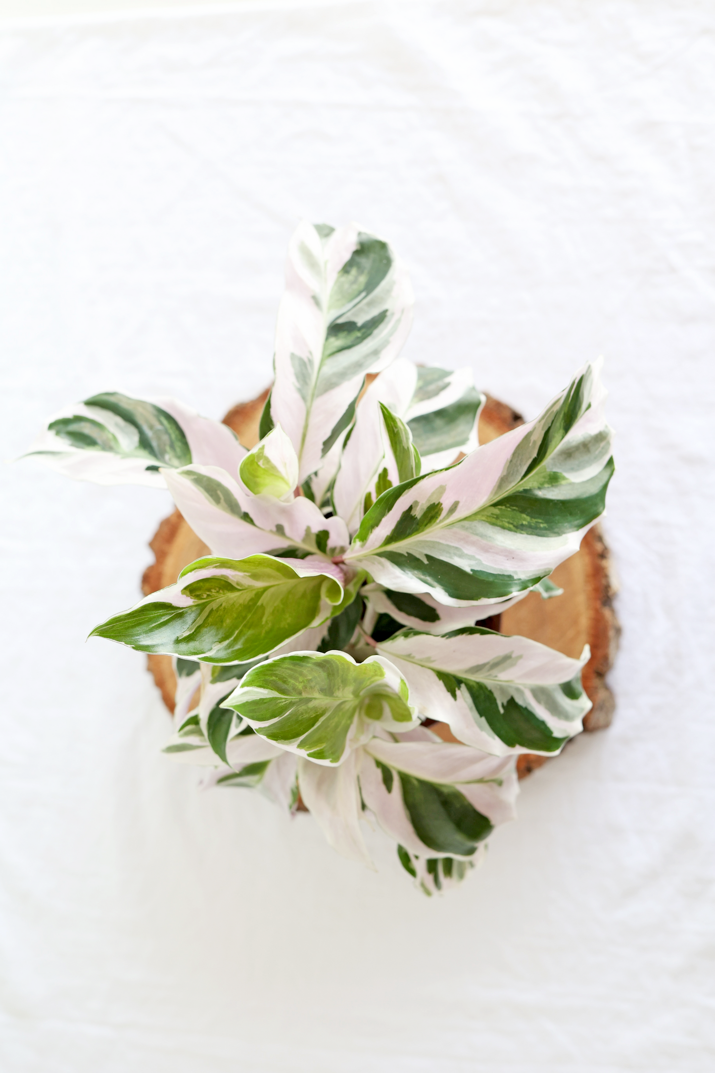 White Fusion Calathea Plant